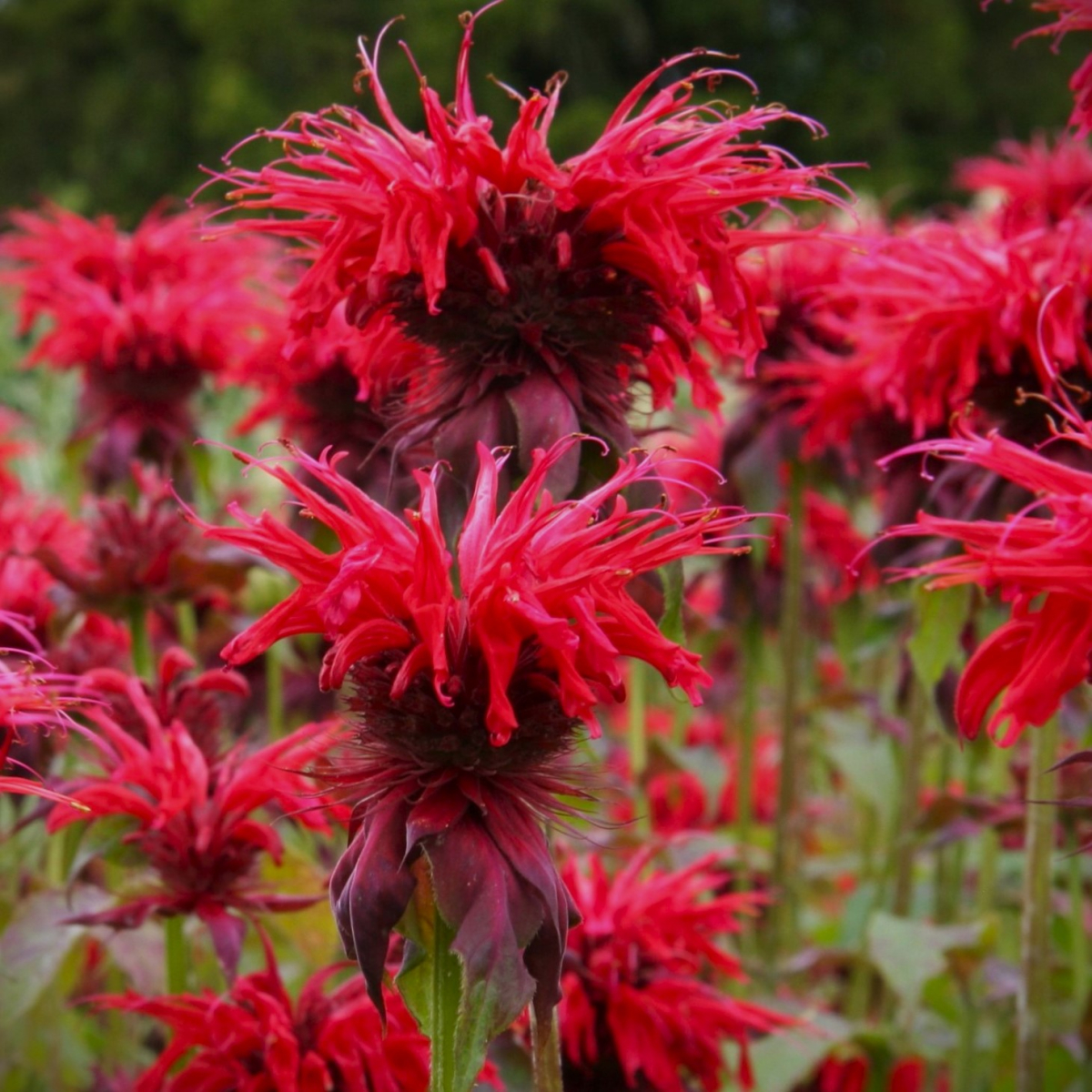 Hestemynte Monarda Gardenview Scarlet Staudemarken køb