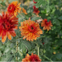 Chrysanthemum indicum Herbstbrokat - Vinterasters