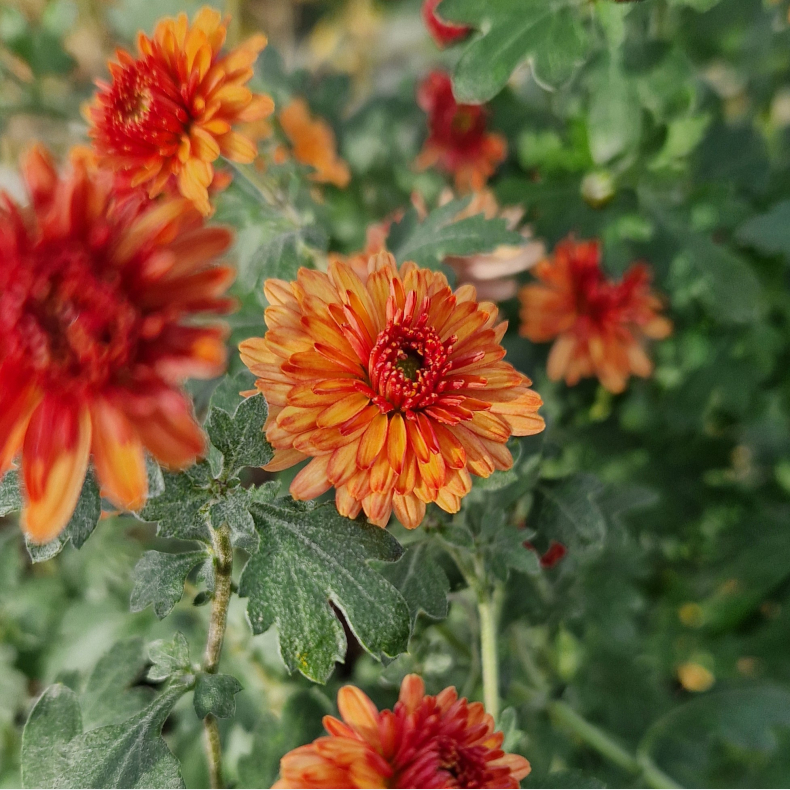 Chrysanthemum indicum Herbstbrokat - Vinterasters