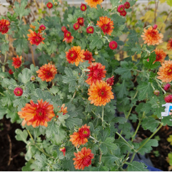 Chrysanthemum indicum Herbstbrokat - Vinterasters