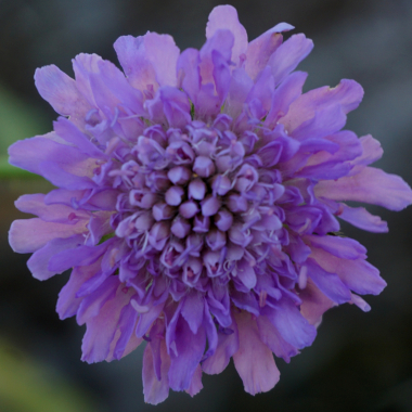 Knautia arvensis