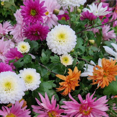 Vinterasters - Chrysantemum