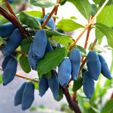 Spiselige planter og frugter