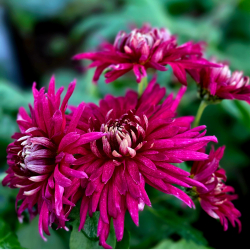 Chrysanthemum Speer - Vinterasters