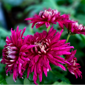 Chrysanthemum Speer - Vinterasters