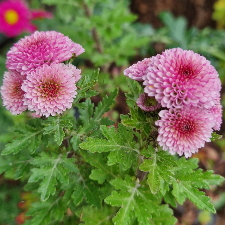 Chrysanthemum Weana Busserl - Vinterasters