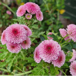 Chrysanthemum Weana Busserl - Vinterasters
