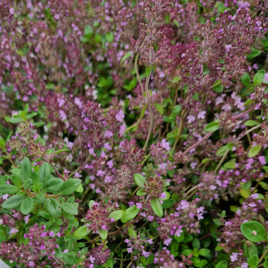 Krydderurter, spiselige og snapseplanter