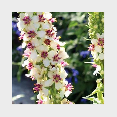 Stauder tilbud 20 kr