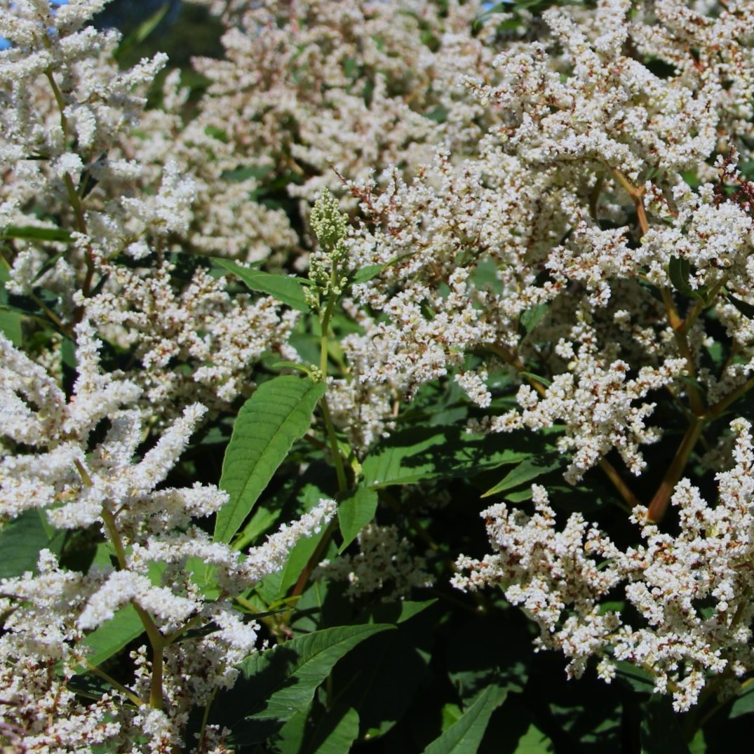 Pileurt Aconogonon speciosum Johanniswolke Køb stauder