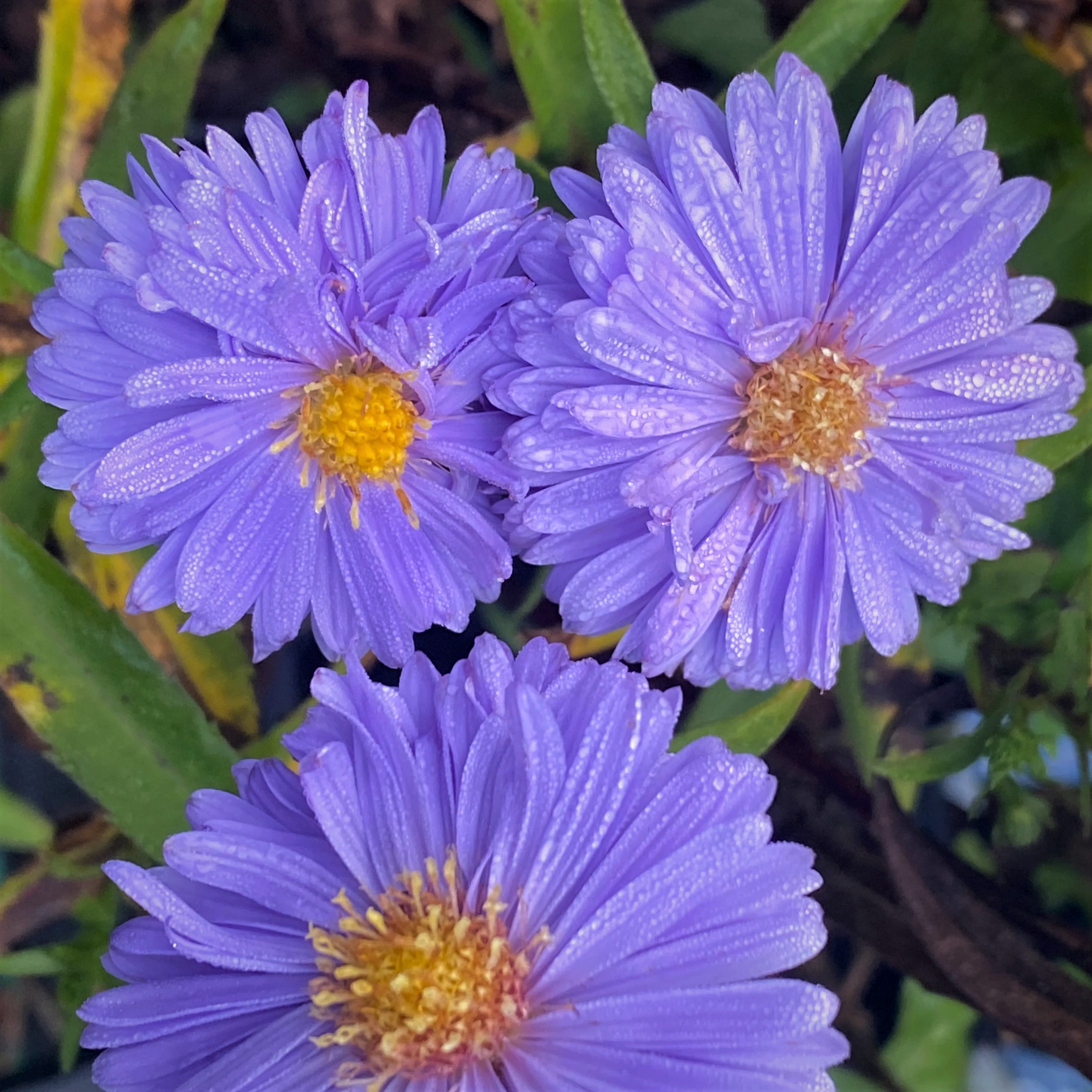 Høstasters | Aster novi-belgii Marie Ballard | køb stauder