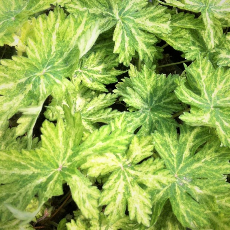 Storkenæb | Geranium phaeum Margaret Wilson | Staudemarken