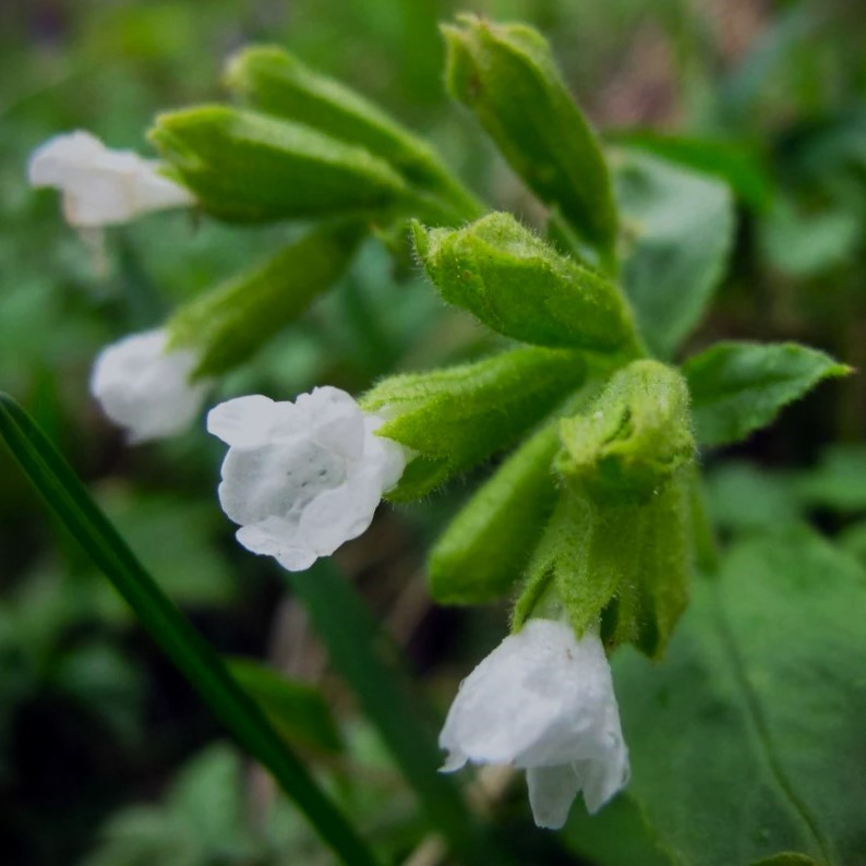 Lungeurt | Pulmonaria rubra Albocorallata | Se udvalget her