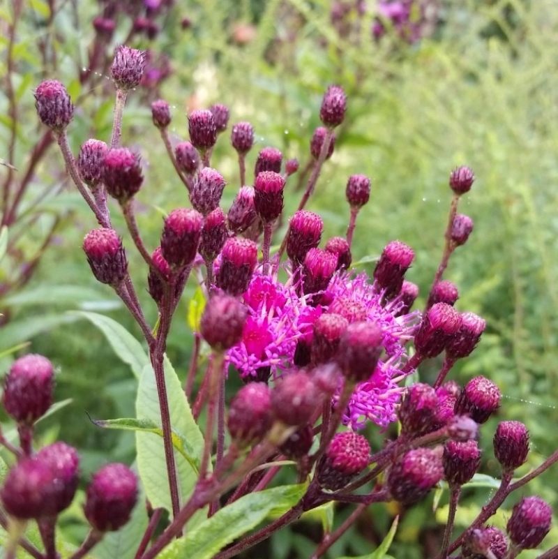 Vernonia crinita mange flotte stauder køb billigt