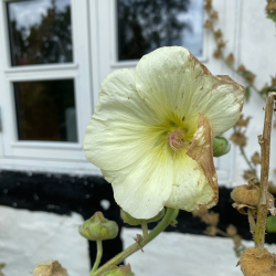 Alcea rosea - Stokrose blandede farver