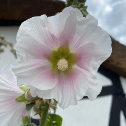 Alcea rosea - Stokrose blandede farver
