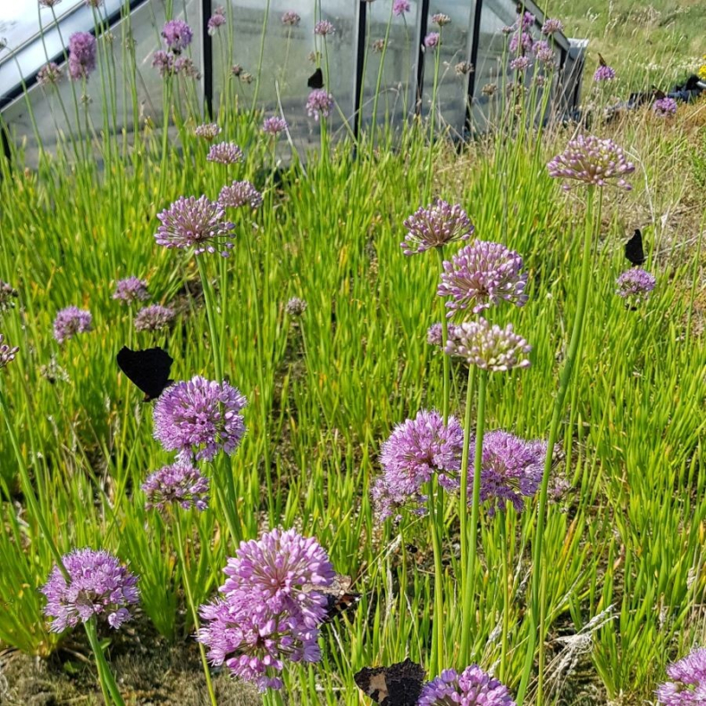  Allium tuberosum Iden Croft - Kinesisk purlg