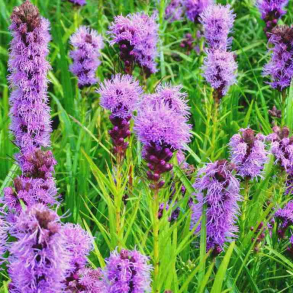  Liatris spicata - Pragtsk�r