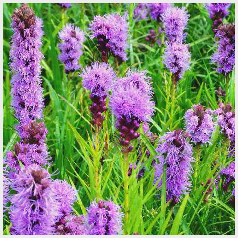  Liatris spicata - Pragtsk�r