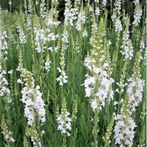  Linaria purpurea Springside White - Torskemund