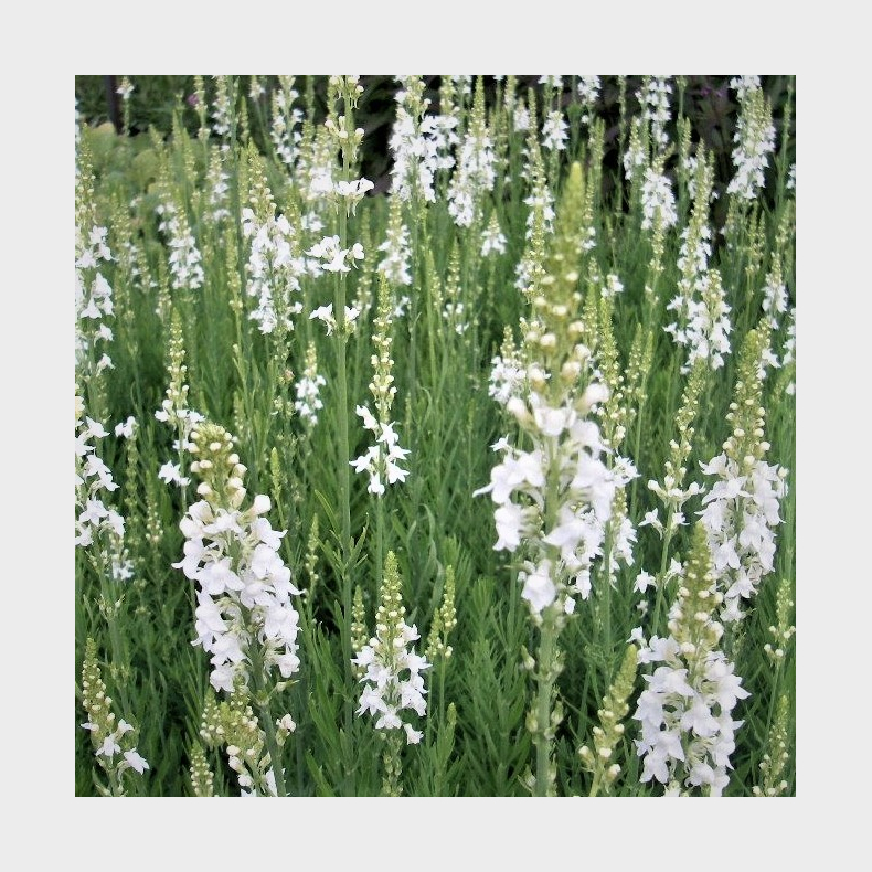  Linaria purpurea Springside White - Torskemund