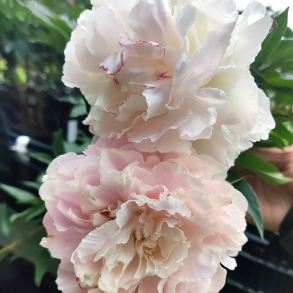 Paeonia Miss America - Silkepon 4L
