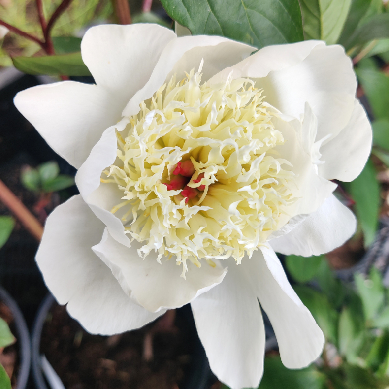 Paeonia White Towers - Silkepon 4L