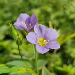 Polemonium Golden Feathers - Jakobsstige 