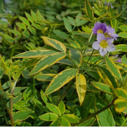 Polemonium Golden Feathers - Jakobsstige 