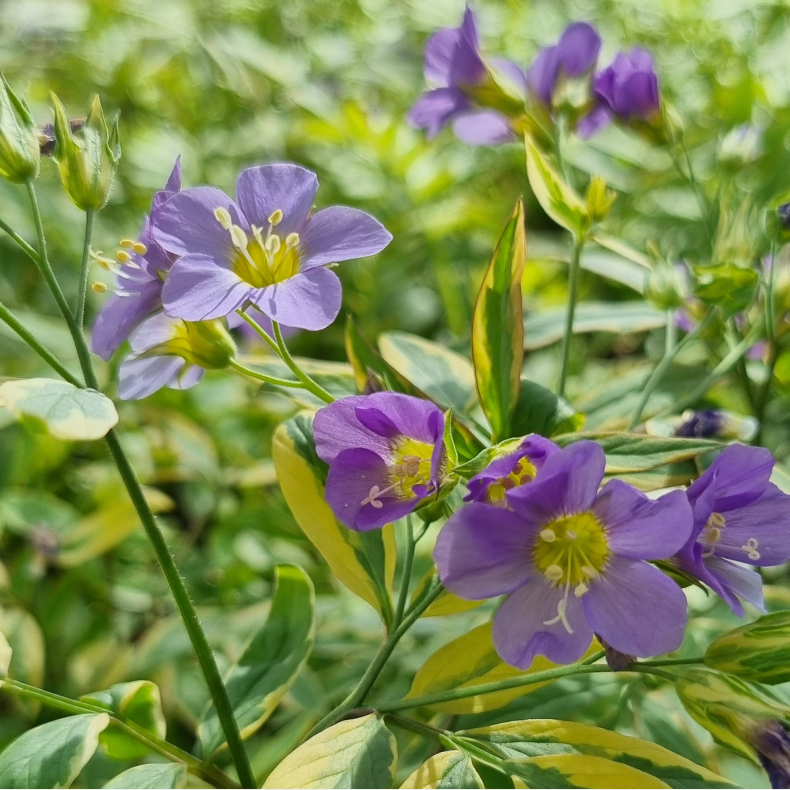 Polemonium Golden Feathers - Jakobsstige 