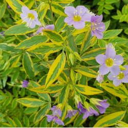 Polemonium Golden Feathers - Jakobsstige 
