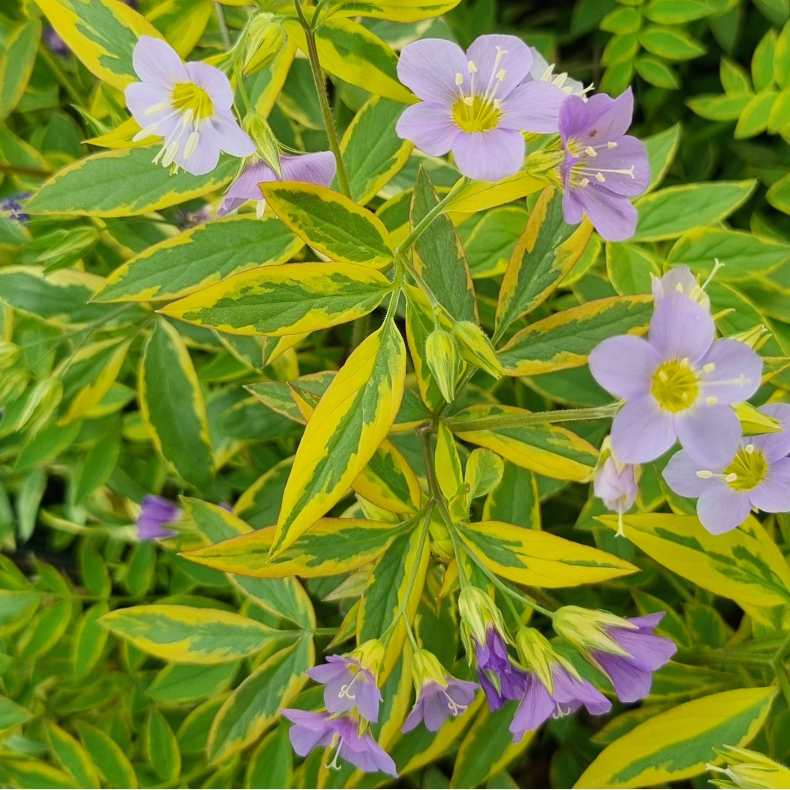 Polemonium Golden Feathers - Jakobsstige 