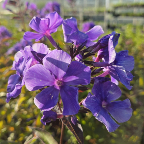 Phlox paniculata Blue Paradise - H�stfloks 1L