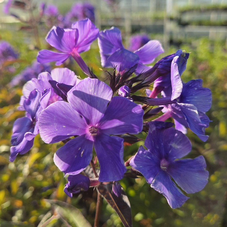 Phlox paniculata Blue Paradise - H�stfloks 1L