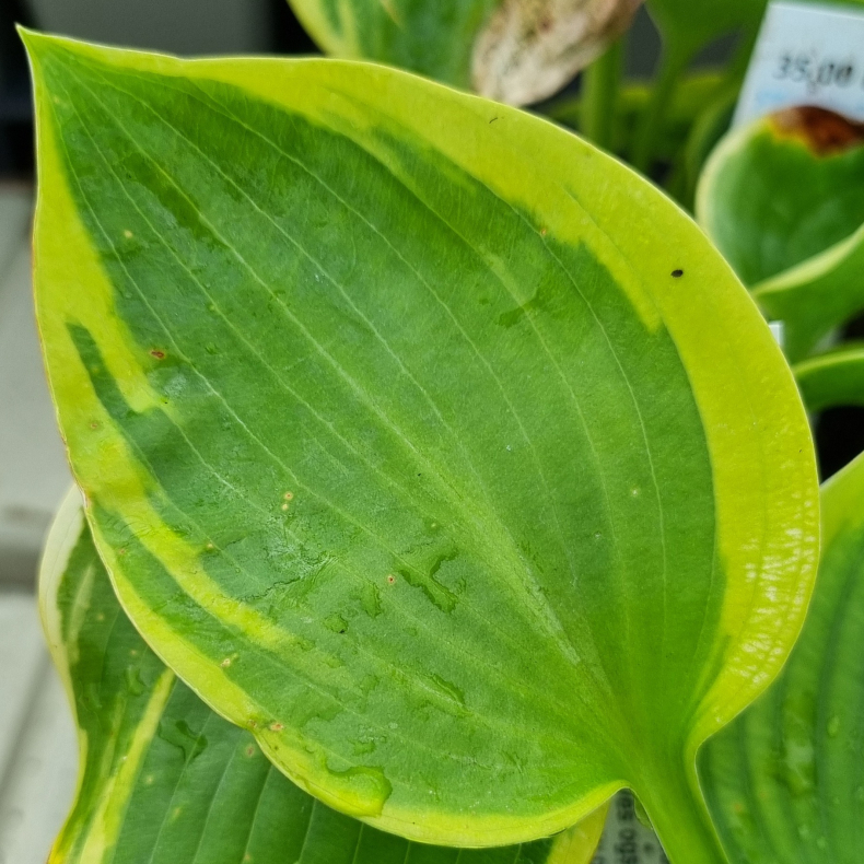 Hosta Maple Leaf - Funkia 