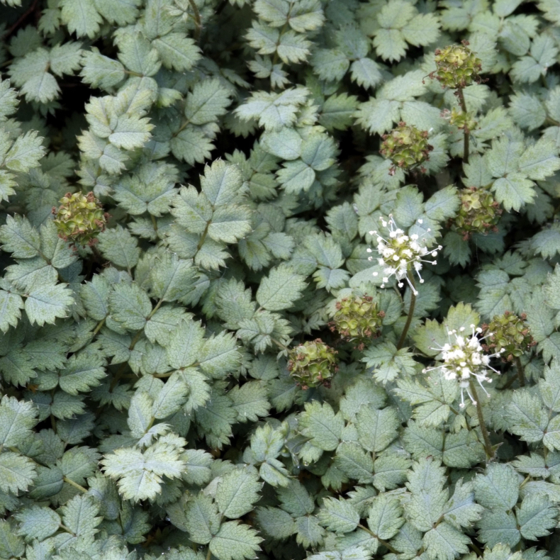 Acaena buchananii - Tornnd 