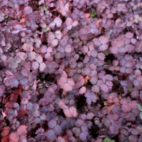 Acaena inermis Purpurea - Tornn�d