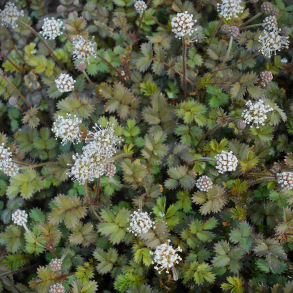  Acaena microphylla  - Tornn�d