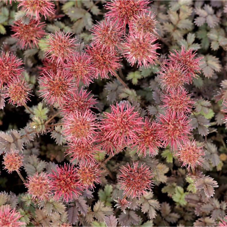 Acaena microphylla Kupferteppich - Tornn�d