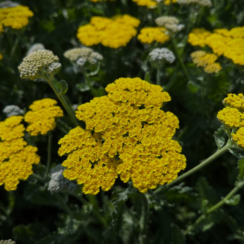 Achillea Moonshine - Rllike