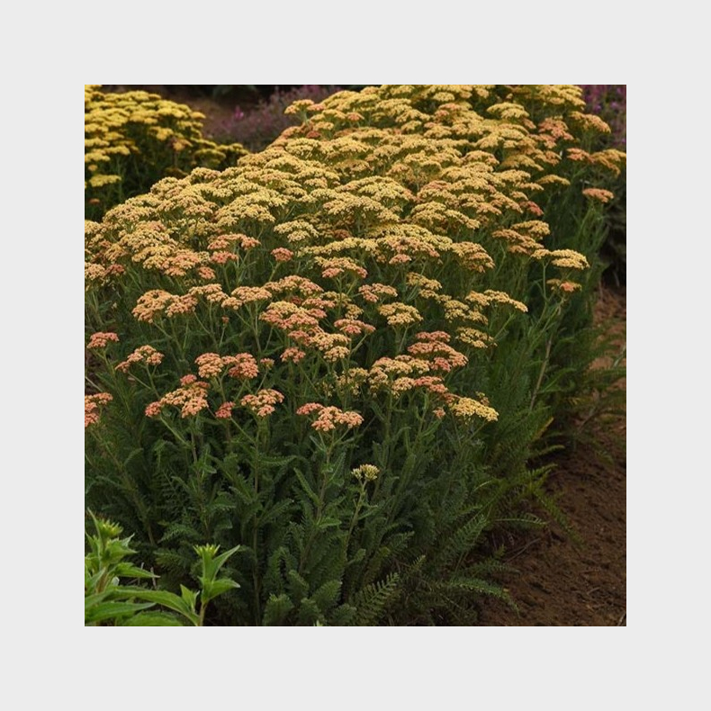  Achillea New Vintage Terracotta - R�llike