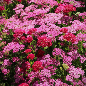 Achillea Tutti Frutti Pink Grapefruit - R�llike