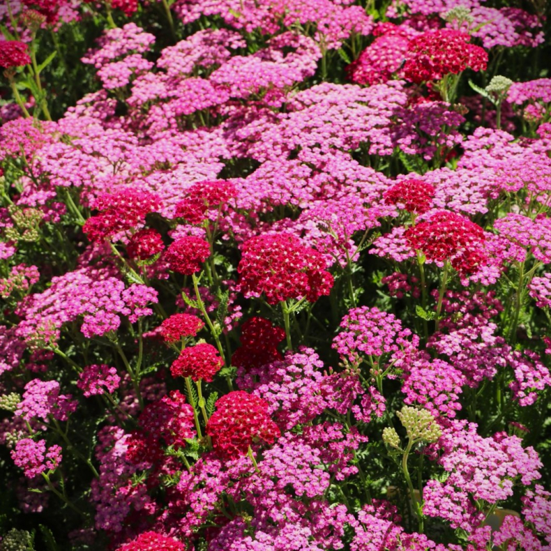 Achillea Tutti Frutti Pink Grapefruit - R�llike