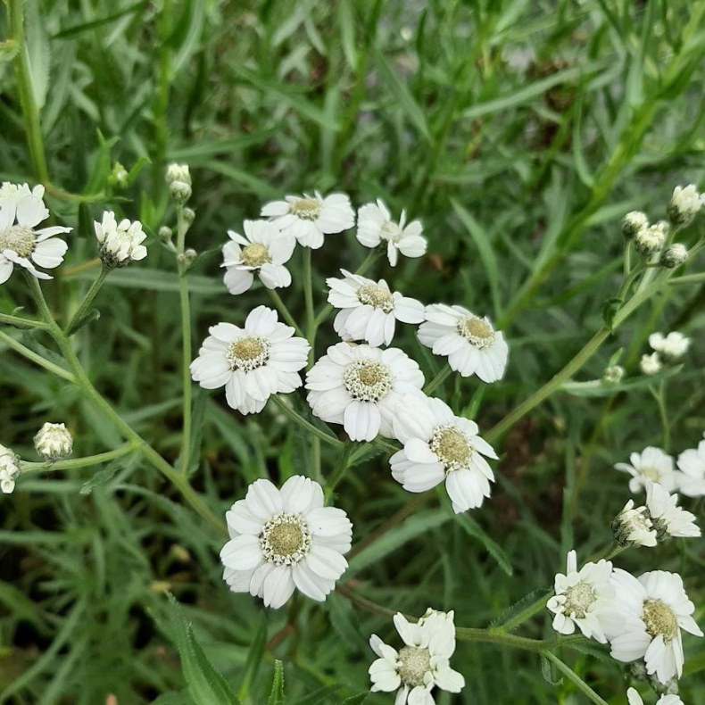 Achillea cartilaginea Silver Spray - Rllike