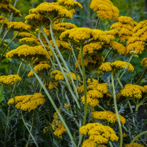 Achillea filipendulina Parkers Variety - Pragtrllike