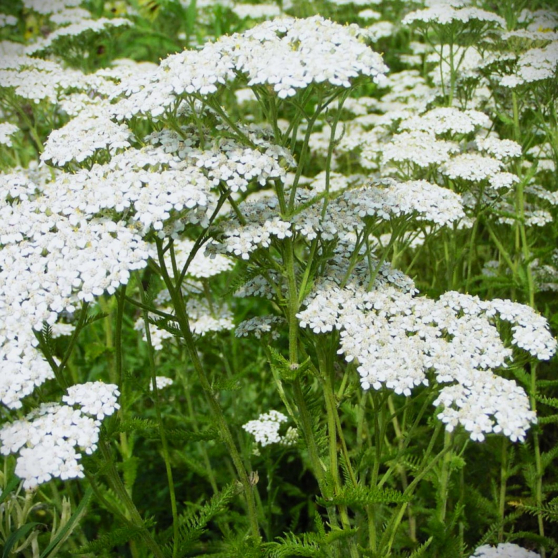 Achillea millefolium Alabaster - Pragtrllike