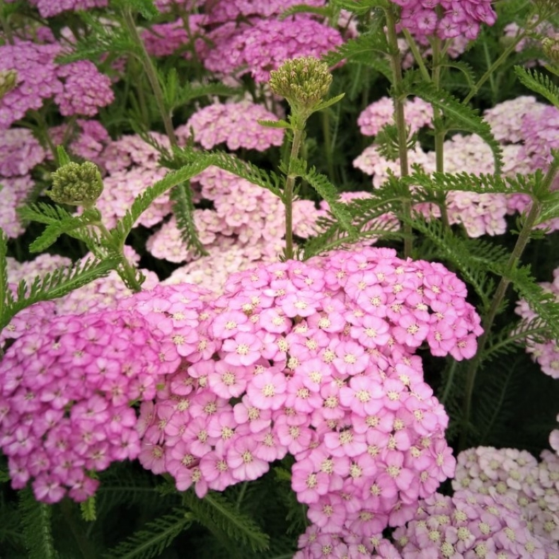 Achillea millefolium Apfelbl�te - R�llike 