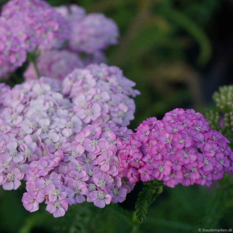 Achillea millefolium Apfelbl�te - R�llike 