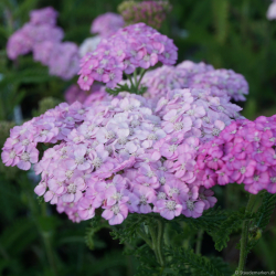 Achillea millefolium Apfelbl�te - R�llike 