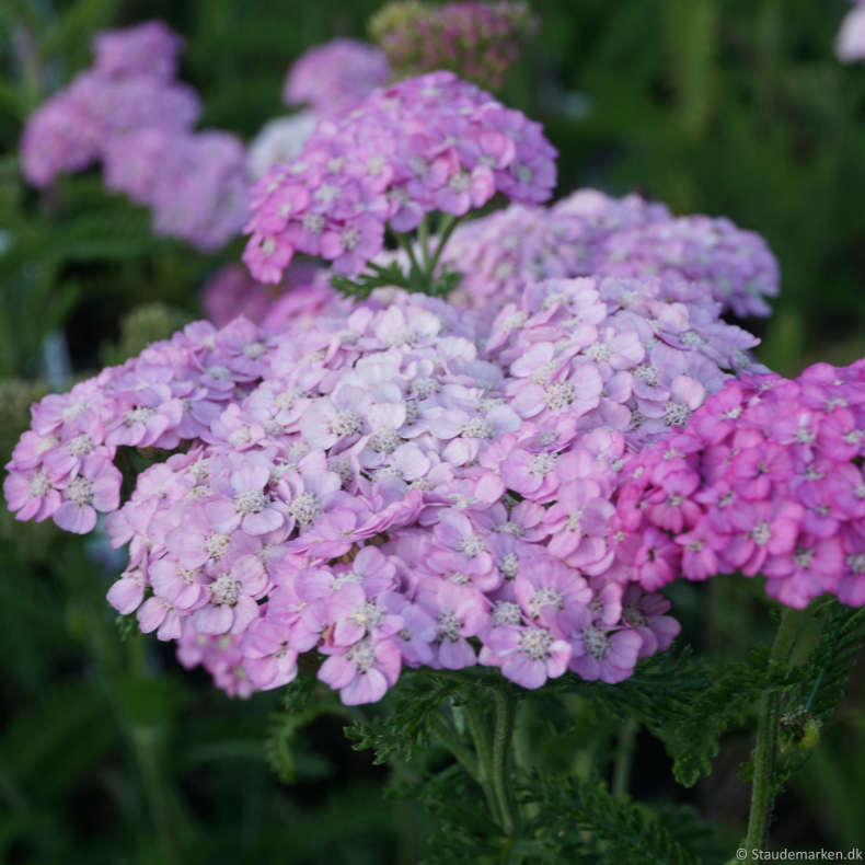 Achillea millefolium Apfelbl�te - R�llike 